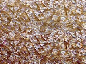 Крупноформатные панели Дюрамика с поверхностью из ценной раковины абалона (моллюски морских ушек) Abalone Caramel